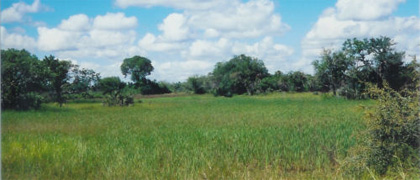 Coutada 10 is situated south-west of the Marromeu Buffalo Reserve